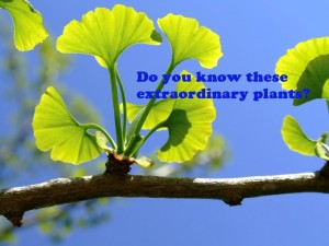 Do you know these extraordinary plants?