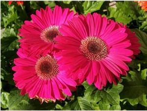 Flowering Air Purifiers