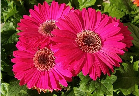 Flowering Air Purifiers