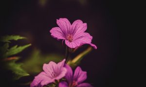 Geranium essential oil (balancing)