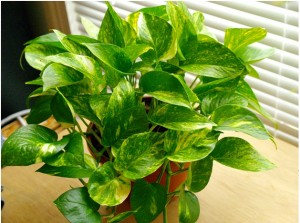 Golden pothos (Scindapsus aures)