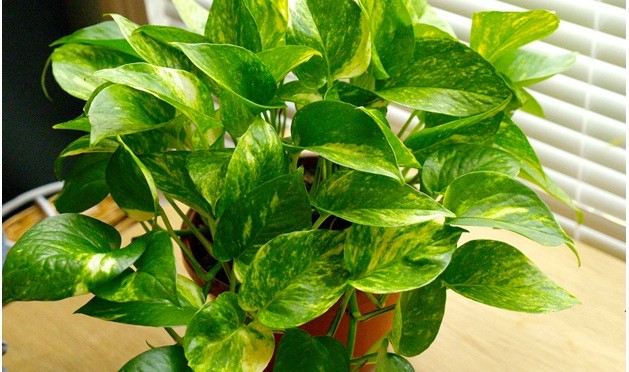 Golden pothos (Scindapsus aures)