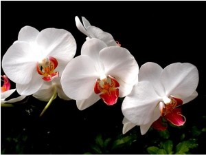 Why do we need to have Indoor house plants?