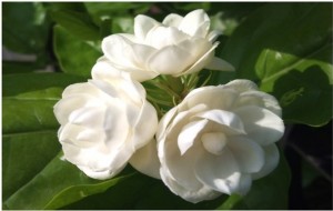 Jasmine essential oil (sedative)