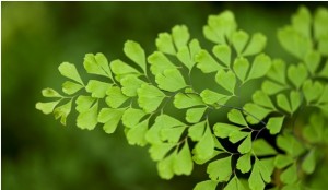 Maidenhair fern (Adiantum sp.)