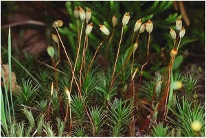 Medicinal Bryophytes