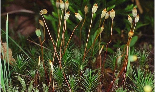 Medicinal Bryophytes
