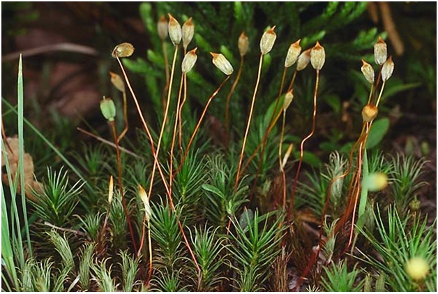 Medicinal Bryophytes