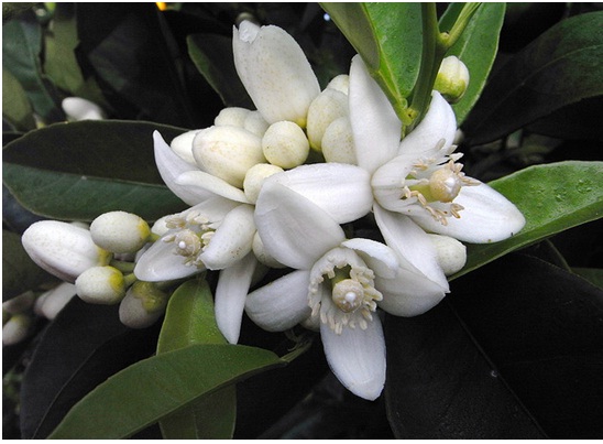 Neroli essential oil (anti-depressant)