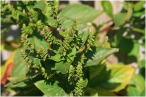 Patchouli essential oil (helps with stress-related issues)