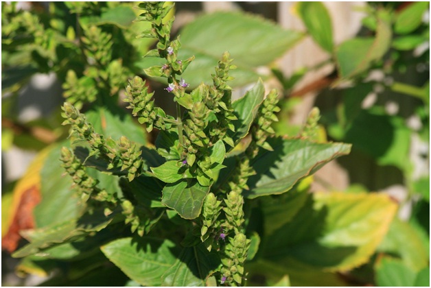 Patchouli essential oil (helps with stress-related issues)