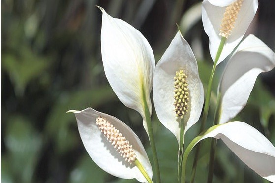 Peace lily (Spathiphyllum sp.)