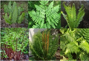 Pteridophytes: Ferns