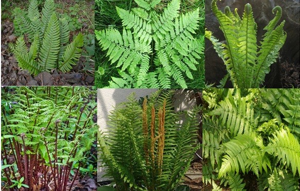 Pteridophytes: Ferns