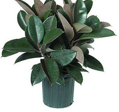 Rubber Plant (Ficus elastica)