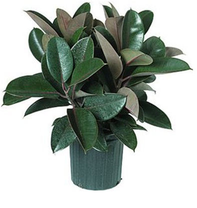 Rubber Plant (Ficus elastica)