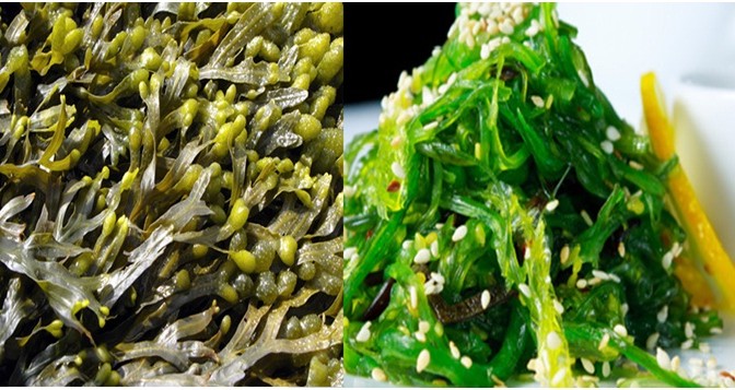 Seaweeds
