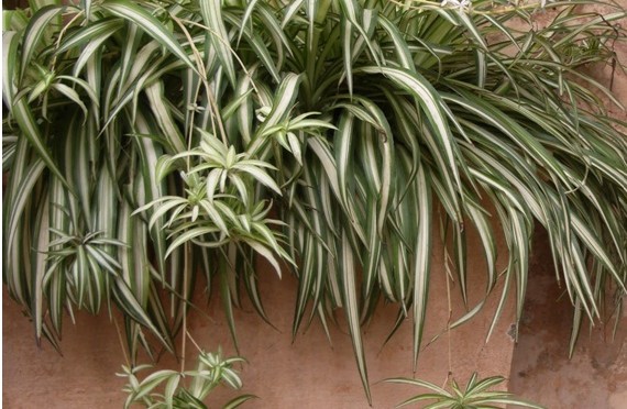 Spider Plant (Chlorophytum comosum)