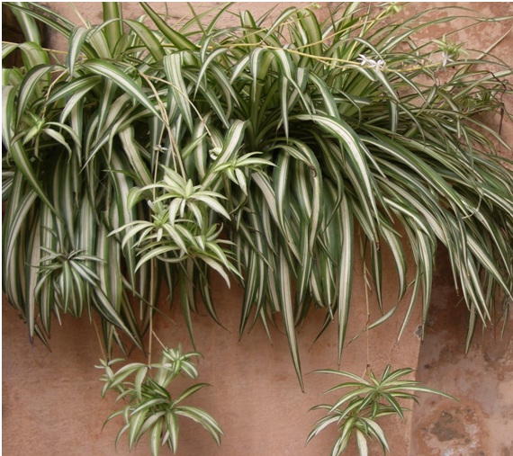 Spider Plant (Chlorophytum comosum)