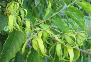 Ylang Ylang essential oil (sedative)
