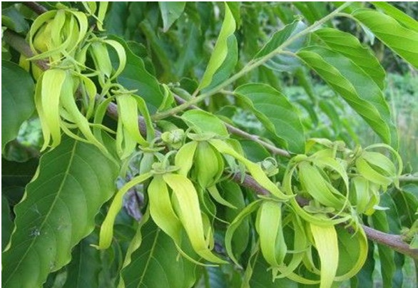 Ylang Ylang essential oil (sedative)