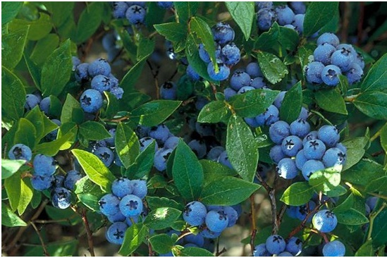 Berries