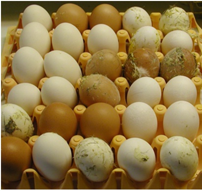Eggs and Salmonella
