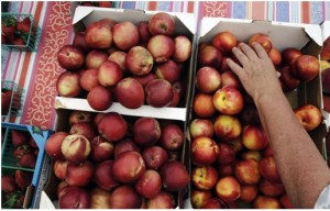 Peaches and Nectarines