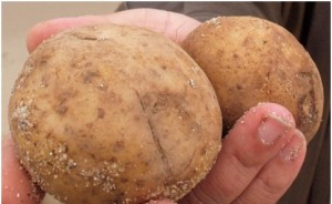 Potatoes