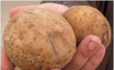 Potatoes