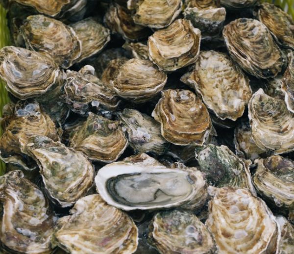 Raw Oysters