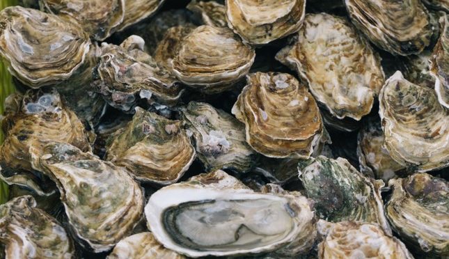 Raw Oysters