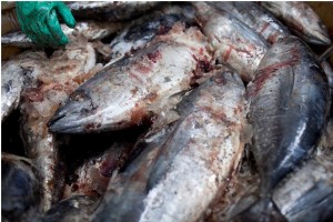 Toxins in Tuna