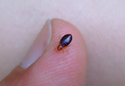 BED BUGS
