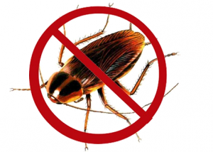COCKROACHES