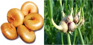Cippolini and Egyptian onions