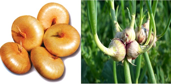 Cippolini and Egyptian onions