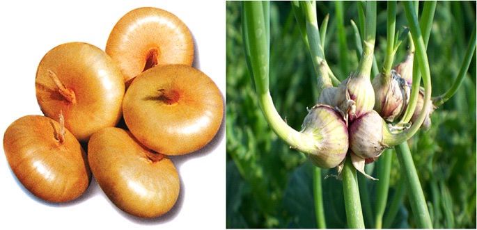 Cippolini and Egyptian onions