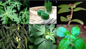 DENGUE FEVER AND NATURAL REMEDIES