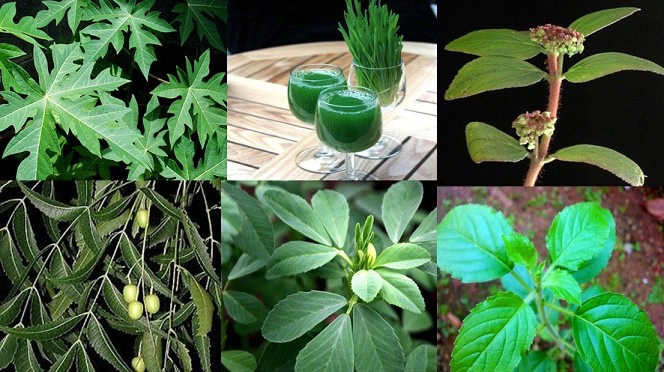 DENGUE FEVER AND NATURAL REMEDIES