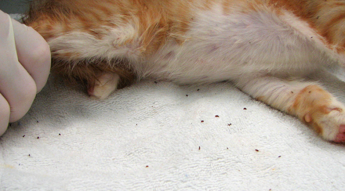 FLEAS