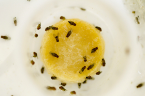 FRUIT FLIES