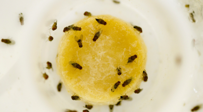 FRUIT FLIES