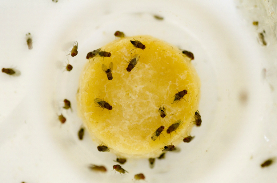 FRUIT FLIES