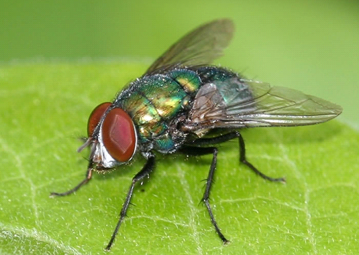 HOUSE FLIES