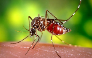 MOSQUITOES