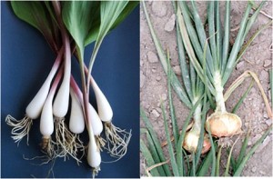 Ramps & Vidalia