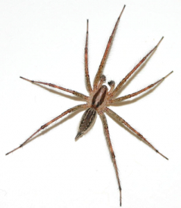 SPIDERS