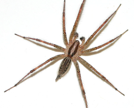 SPIDERS