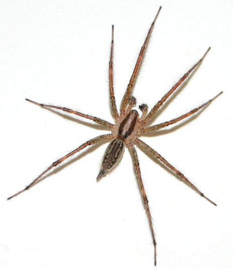 SPIDERS